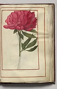 Red Peony, folio 17 (recto), from Florilegium (A Book of Flower Studies) by Unknown Artist