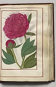 Red Peony, folio 24 (recto), from Florilegium (A Book of Flower Studies) by Unknown Artist