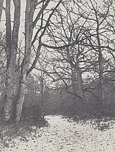 Road in the Forest by Eugène Cuvelier (French, 1837–1900)