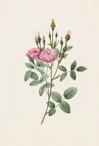 Rosa Pomponiana Muscosa