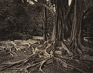 Rubber Tree, Assam, India (Ficus Elastica) by Charles T. Scowen (British)