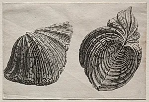 Shells:  Hippopus maculatus Lam by Wenceslaus Hollar (Bohemian, 1607–1677)