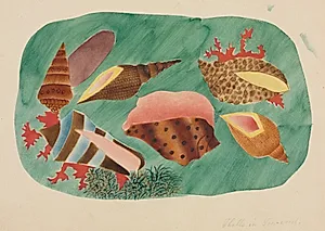 Shells in Seaweed