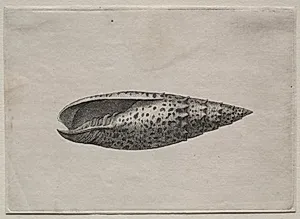 Shells:  Mitra papalis L by Wenceslaus Hollar (Bohemian, 1607–1677)