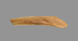 Sickle Blade by Unknown Artist
