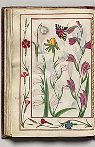 Snow Drop, Winter Aconite, and Moth with Dianthus Border, folio 34 (verso), from Florilegium (A Book of Flower Studies) by Unknown Artist