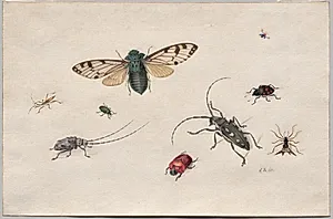 Studies of Insects