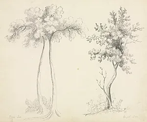 Studies of Upas and Maple Trees