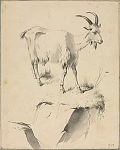Study of a Goat