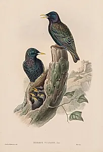 Sturnur Vulgaris by John Gould (British, 1804–1881)