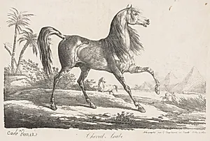 Suite de Chevaux:  Cheval Arabe