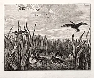 Teals by Félix Bracquemond (French, 1833–1914)