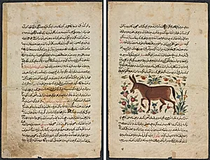 Text Page, Persian Prose (Recto); Khar (Ass) (Verso) by Unknown Artist