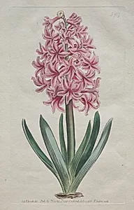 The Botanical Magazine or Flower Garden Displayed:  Garden Hyacinth by Thomas Curtis (British, 1846–1920)