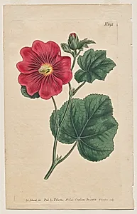 The Botanical Magazine or Flower Garden Displayed: Plate 892, Althaea Flexuosa. Seringapatam A Hollyhock . [Althea rosea]  by Francis Sansom (British, 1815)