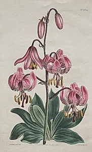 The Botanical Magazine or Flower Garden Displayed:  Smooth-stalked Martagon, Turk's Cap Lily by S. Curtis (British)