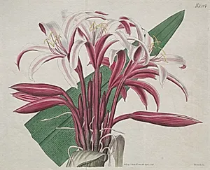 The Botanical Magazine or Flower Garden Displayed:  Stately Crinum by S. Curtis (British)