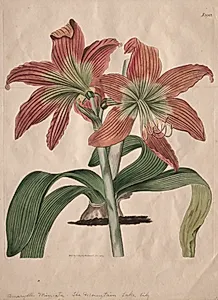 The Botanical Magazine or Flower Garden Displayed:  The Mountain Lake Lily by S. Curtis (British)