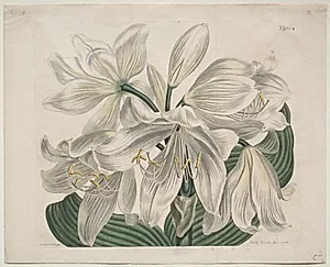 The Botanical Magazine or Flower Garden Displayed:  White Cape - Coast Lily by Sydenham Edwards (British, 1768–1819)