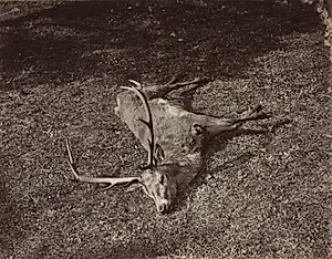 The Royal Stag by James Valentine (British, 1815–1880)