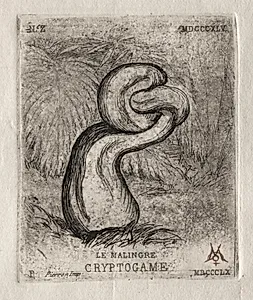 The Sickly Cryptogam by Charles Meryon (French, 1821–1868)