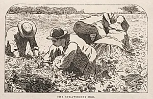 The Strawberry Bed by Winslow Homer (American, 1836–1910)