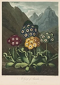The Temple of Flora, or Garden of Nature:  A Group of Auriculas
