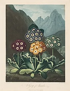 The Temple of Flora, or Garden of Nature:  A Group of Auriculas by Robert John Thornton (British, 1768–1837)