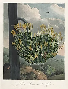 The Temple of Flora, or Garden of Nature:  The American Aloe