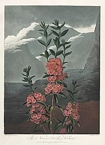 The Temple of Flora, or Garden of Nature:  The Narrow-leaved Kalmia