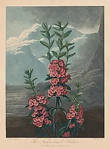 The Temple of Flora, or Garden of Nature:  The Narrow-leaved Kalmia, Mountain Laurel
