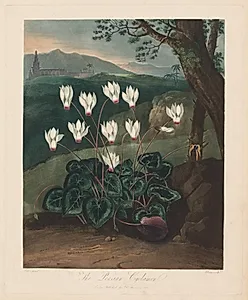 The Temple of Flora, or Garden of Nature:  The Persian Cyclamen by Robert John Thornton (British, 1768–1837)