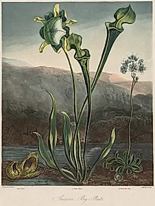The Temple of the Flora: American Bog Plants