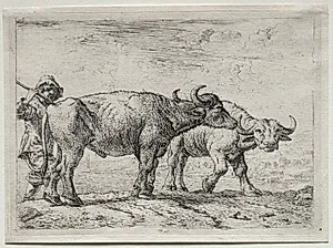 The Two Buffaloes