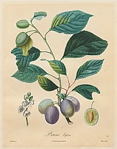 Traité des arbres fruitiers:  Prune bifère by Henri Louis Duhamel du Monceau (French, 1700–1782)