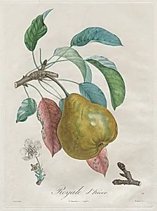 Traité des arbres fruitiers:  Royal d'hiver by Henri Louis Duhamel du Monceau (French, 1700–1782)