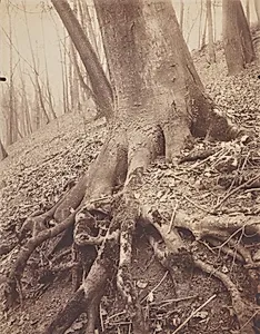 Trees and Roots by Eugène Atget (French, 1857–1927)