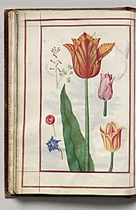 Tulip, Pink Dicentra, English Daisy (Bellif), and Borage, folio 13 (verso), from Florilegium (A Book of Flower Studies) by Unknown Artist