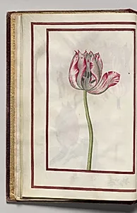 Tulip Section, folio 5 (verso), from Florilegium (A Book of Flower Studies) by Unknown Artist