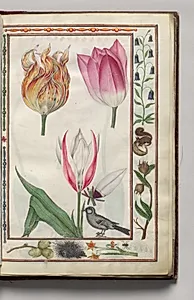 Tulipa Clusiana with Campanula, Porcupine, Spider, and Squirrel Border, folio 4 (recto), from Florilegium (A Book of Flower Studies) by Unknown Artist