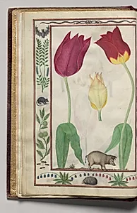 Tulips and Boar with Bat, Snake, Rat, and Ants Border, folio 4 (verso), from Florilegium (A Book of Flower Studies) by Unknown Artist