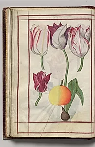 Tulips and Fruit, folio 14 (verso), from Florilegium (A Book of Flower Studies) by Unknown Artist