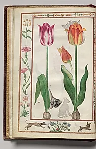 Tulips and Snail with Dog and Hare Border, folio 7 (verso), from Florilegium (A Book of Flower Studies) by Unknown Artist