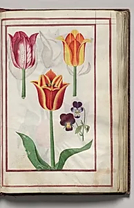 Tulips and Violets, folio 14 (recto), from Florilegium (A Book of Flower Studies) by Unknown Artist