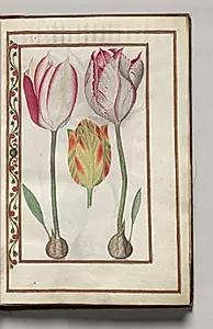 Tulips, folio 2 (recto), from Florilegium (A Book of Flower Studies) by Unknown Artist