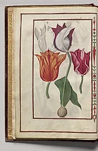 Tulips, folio 2 (verso), from Florilegium (A Book of Flower Studies) by Unknown Artist
