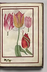 Tulips, folio 5 (recto), from Florilegium (A Book of Flower Studies) by Unknown Artist