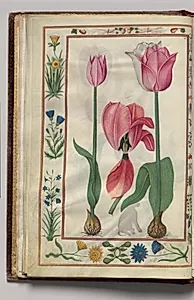 Tulips with Floral Border, folio 8 (verso), from Florilegium (A Book of Flower Studies) by Unknown Artist