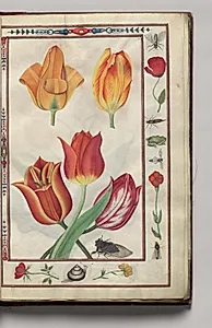 Tulips with Poppy, Carnation, Snail, Bug, and Frog Border, folio 3 (recto), from Florilegium (A Book of Flower Studies) by Unknown Artist