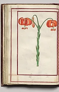 Turks Cap Lily, folio 32 (verso), from Florilegium (A Book of Flower Studies) by Unknown Artist